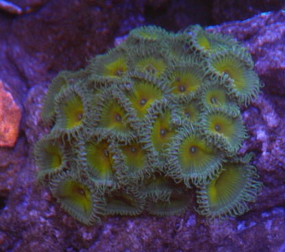 Captain Jerk Green Gold Palythoa Zoanthids Coral Reef Saltwater Aquarium - Reef Gardener