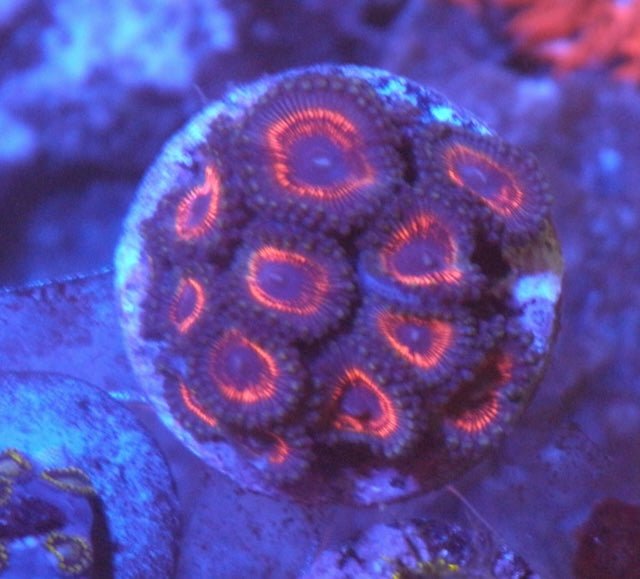 Chunky Devil's Armor and Watermelon Zoanthids Coral Reef - Reef Gardener