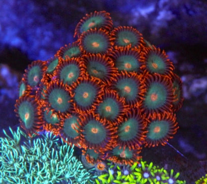 Chunky Orange Gatorade Zoanthids Beginner Coral Reef Aquarium - Reef Gardener