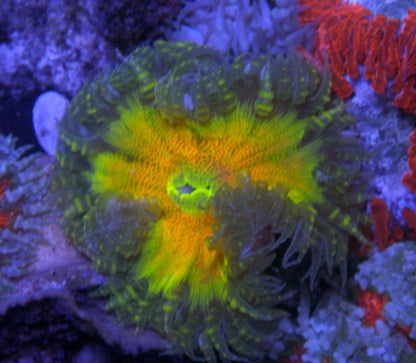 Citrus Explosion Flower Rock Anemone Coral Reef Saltwater Aquarium - Reef Gardener