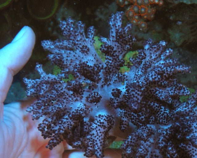 Cookies and Cream Devil's Hand Leather Coral Reef Aquarium - Reef Gardener