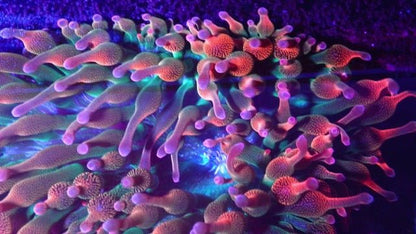Cotton Candy Rainbow Bubble Tip Anemone Clownfish Aquarium - Reef Gardener