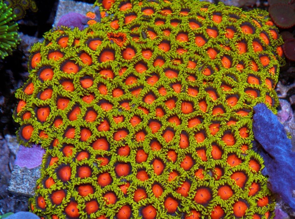 Daisy Cutter and Fiji Dragon Eye Yellow Brick Road Zoanthids - Reef Gardener