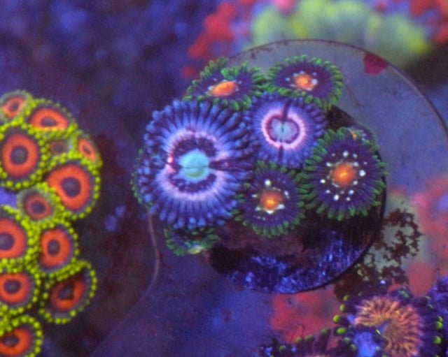 Daisy Cutter and Pink Constellation Zoanthids Coral Reef Aquarium - Reef Gardener