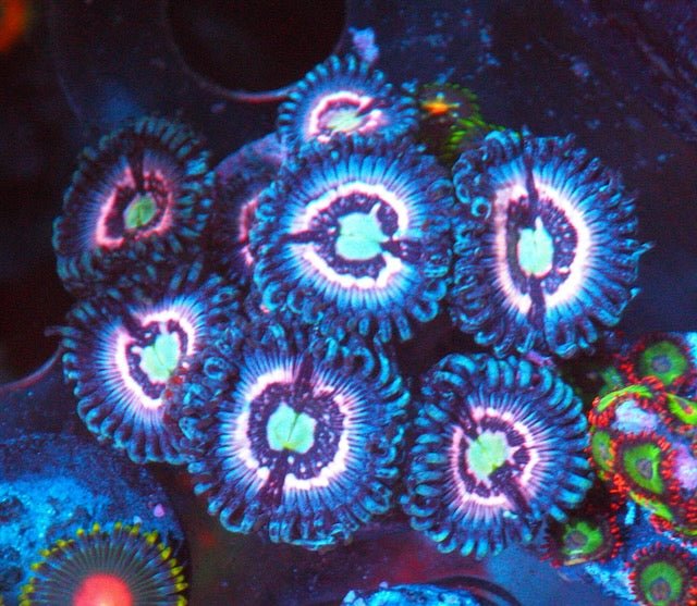 Daisy Cutter and Pink Constellation Zoanthids Coral Reef Aquarium - Reef Gardener