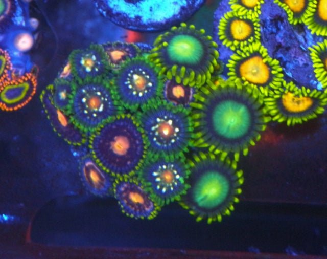 Daisy Cutter and Radioactive Dragon Zoanthids Beginner Coral Reef - Reef Gardener
