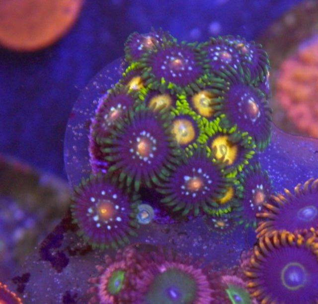 Daisy Cutter and Scrambled Egg Zoanthids Coral Reef Aquarium - Reef Gardener