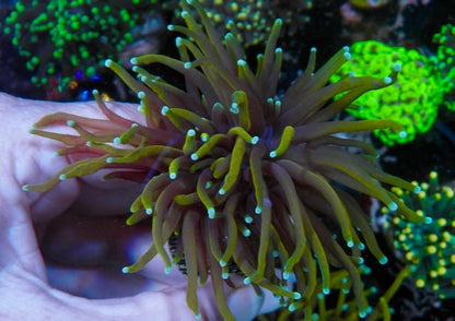 Dragon Soul Torch Coral Euphyllia Tank-raised Coral Reef Aquarium - Reef Gardener