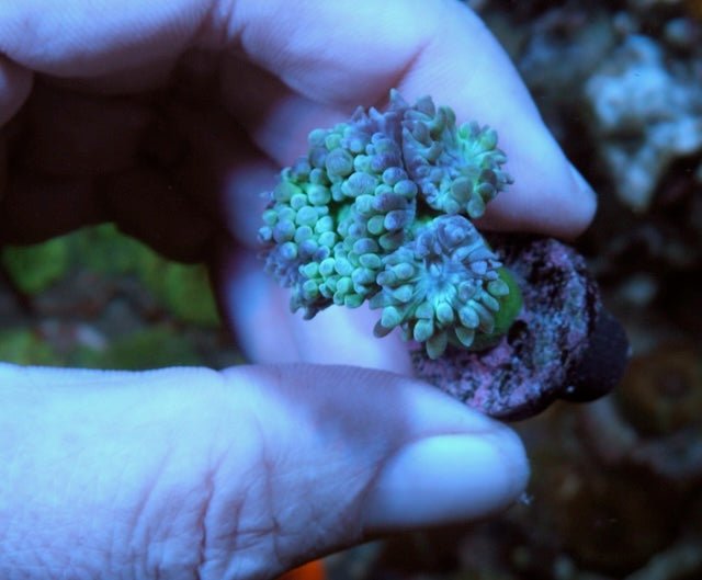 Emerald Violet Duncanopsammia LPS Coral Reef Aquarium 2 - Reef Gardener