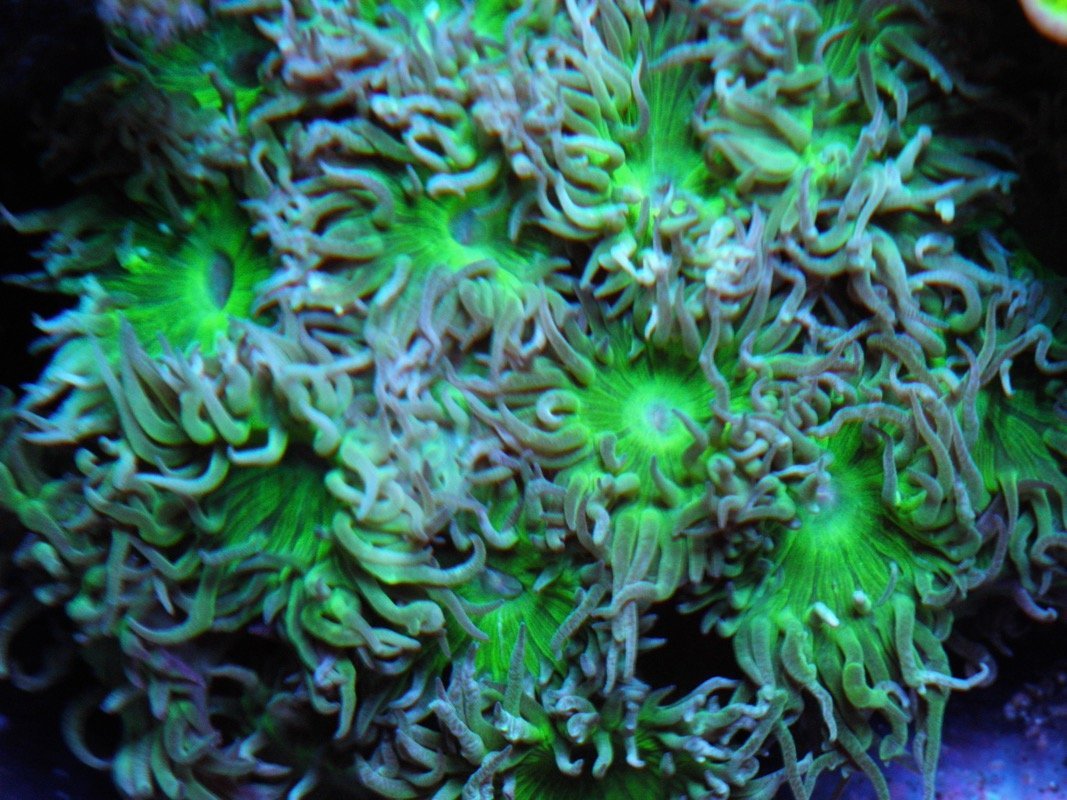 Emerald Violet Duncanopsammia LPS Whisker Coral Reef Aquarium - Reef Gardener