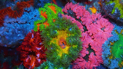 Emeralds on Fire Flower Anemone Reef Aquarium Fish Tank - Reef Gardener