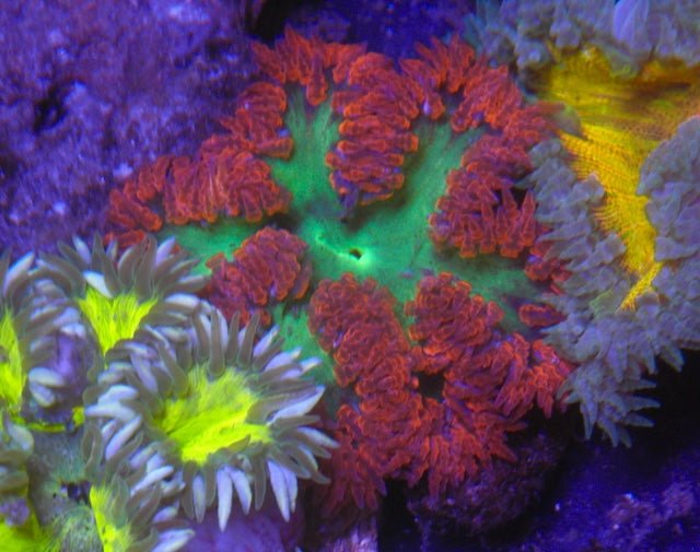 Emeralds on Fire Flower Anemone Reef Aquarium Fish Tank - Reef Gardener