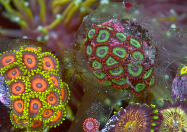 Emeralds on Fire Red Zoanthids Coral Reef Aquarium Saltwater - Reef Gardener