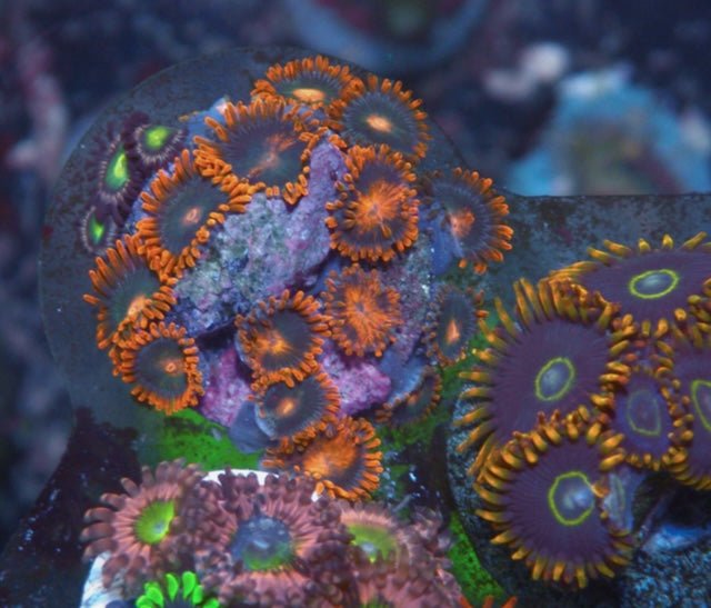 Exploding Electric Gatorade Orange Limeade Zoanthids Coral Reef Aquarium - Reef Gardener