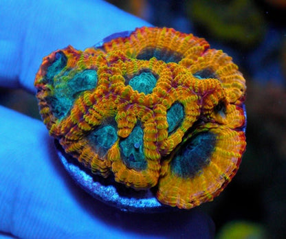 Favia of the Gods Gold Orange Coral Reef Saltwater Aquarium Coral LPS - Reef Gardener
