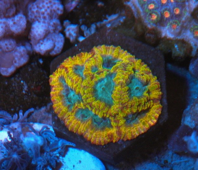 Favia of the Gods Gold Reef Aquarium Coral Reef Aquarium LPS - Reef Gardener