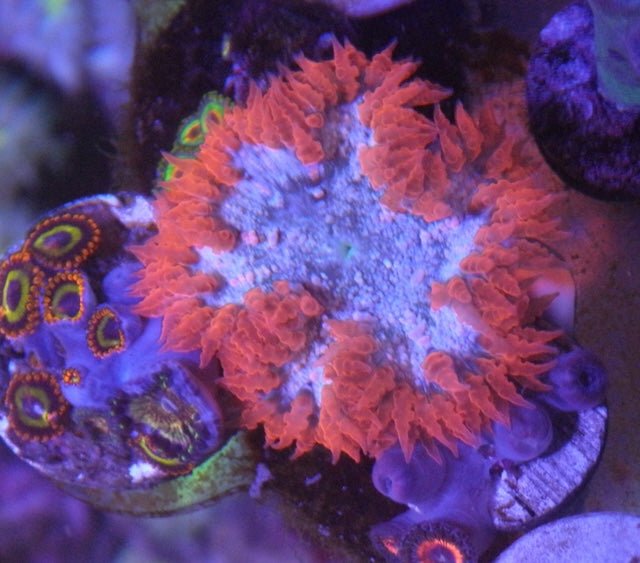 Fire Ice Orange Flower Rock Anemone Aquarium Build Your Own Pack - Reef Gardener