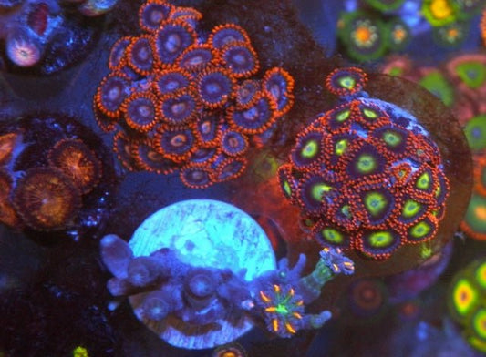 Fire & Ice Orange Zoanthids Coral Reef Saltwater Aquarium Beginner - Reef Gardener