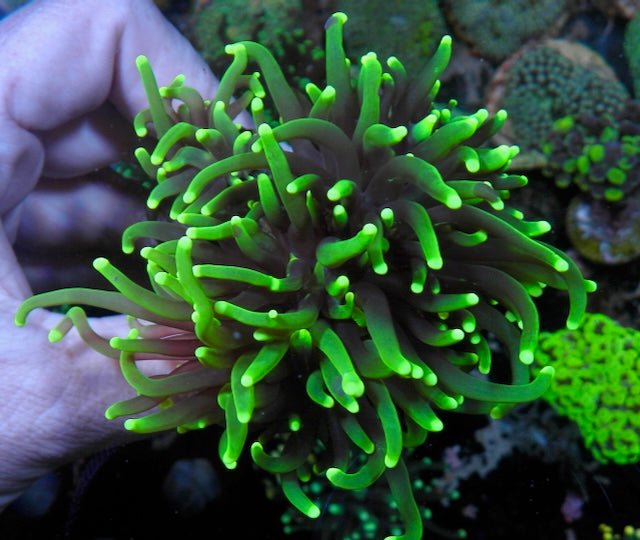 Firefly Neon Green Torch Coral LPS Euphyllia Coral Reef Aquarium - Reef Gardener