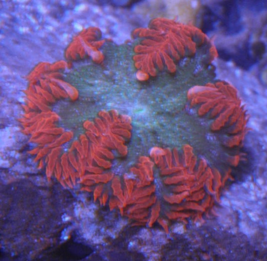 Forest Fire Flower Rock Anemone Saltwater Coral Reef Aquarium - Reef Gardener