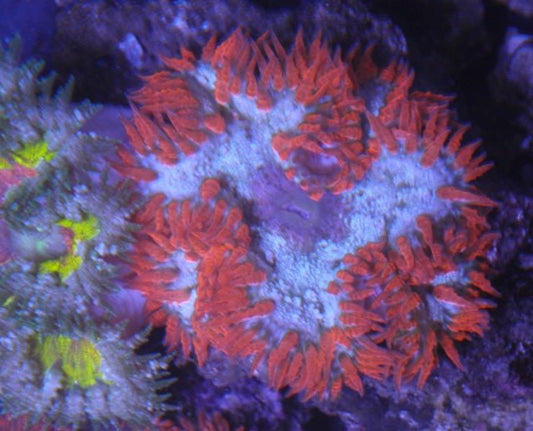 Frozen Fire Flower Rock Anemone Reef Aquarium Saltwater Build Your Own Pack - Reef Gardener