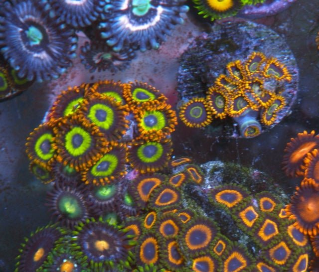 Fruit Loop and Limeade Zoanthids Beginner Coral Reef Fish Tank - Reef Gardener
