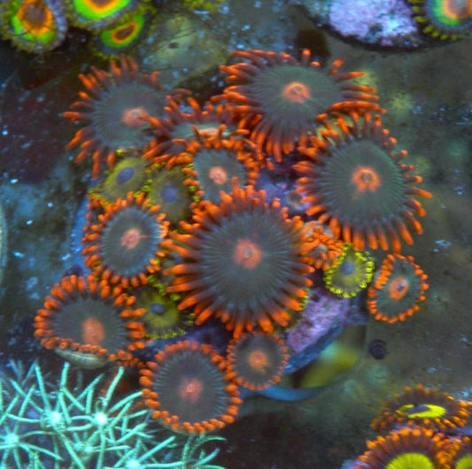 Gatorade and Yellow Jacket Zoanthids Coral Reef Beginner - Reef Gardener
