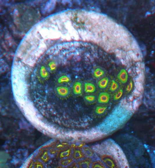 Glowing Rasta Rastafarian Zoanthids Coral Reef Aquarium WYSIWYG - Reef Gardener