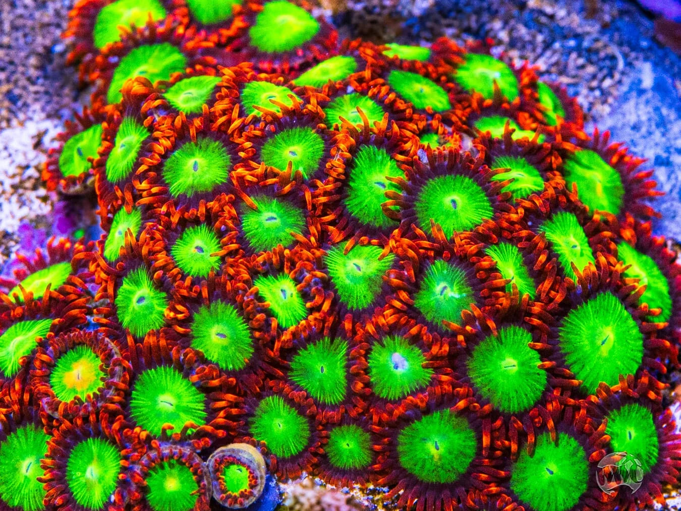 Goblins on Fire Zoanthids Zoa Coral Reef Aquarium