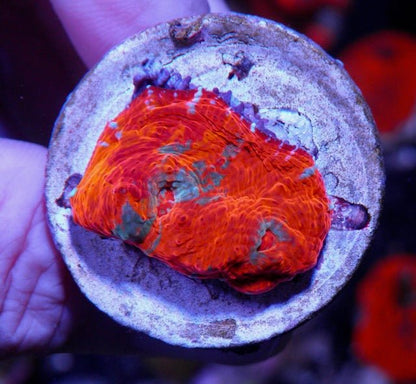 Goku Rainbow Orange Chalice LPS Coral Reef Aquarium - Reef Gardener