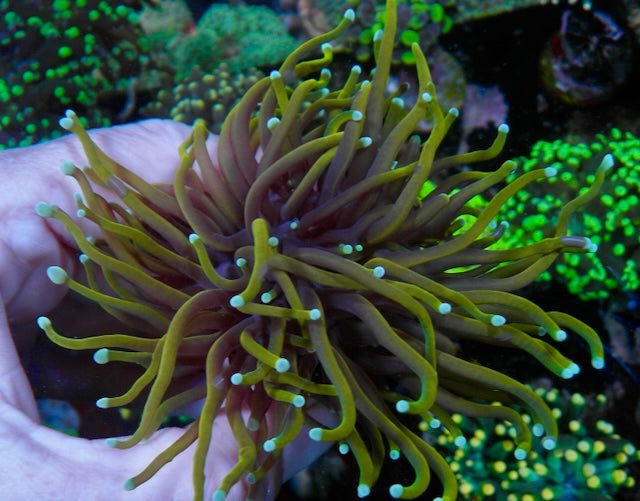 Gold Dragon Soul Torch Coral Euphyllia Tank-raised Coral Reef Aquarium - Reef Gardener
