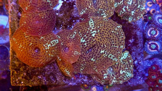 Gold Orange Leopard Discosoma Mushroom Coral Reef Saltwater Aquarium - Reef Gardener