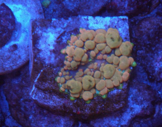 Gold Rose Aqua Neptune Bounce Discosoma Mushroom Coral Reef Aquarium - Reef Gardener