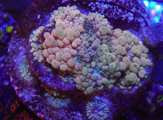 Gold Rose Aqua Neptune Bounce Discosoma Mushroom Coral Reef Aquarium - Reef Gardener