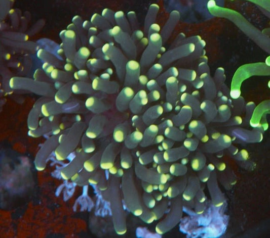 Gold Tips Torch Coral LPS Euphyllia Coral Reef Aquarium - Reef Gardener