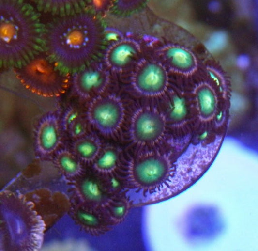 Green Limeade Zoanthids Beginner Coral Reef Aquarium - Reef Gardener