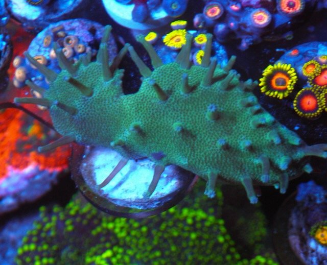 Green Stardust Leather Coral Reef Saltwater Aquarium - Reef Gardener