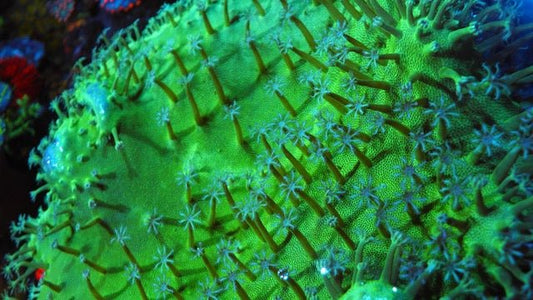 Green Stardust Leather Coral Reef Saltwater Aquarium - Reef Gardener
