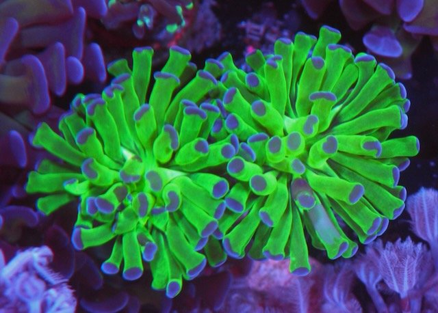 Green with Violet Tips Hammer Frogspawn Euphyllia Coral Reef Aquarium - Reef Gardener