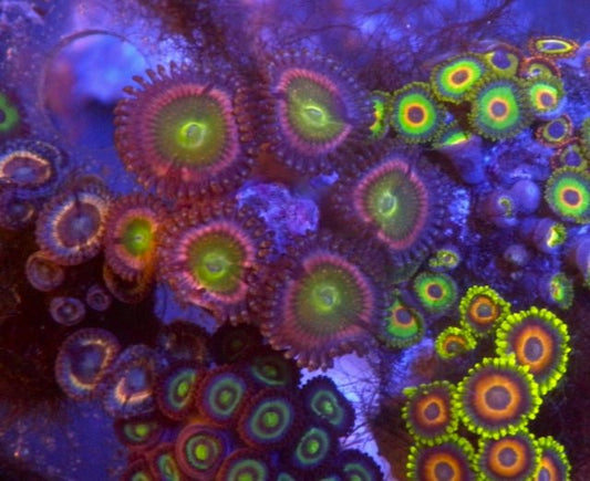 Gummy Worm Pink Zoanthids Coral Reef Saltwater Aquarium - Reef Gardener