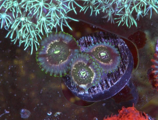 Hawaiian Ding Dang PE Zoanthids Palythoa Coral Reef Aquarium - Reef Gardener