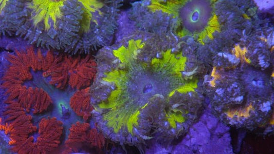 Highlighter Green Yellow Rock Flower Anemone Coral Reef Aquarium Build Your Own Pack - Reef Gardener