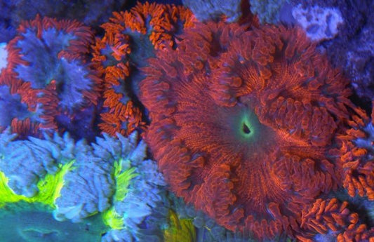 Hot Lava Flower Anemone Coral Reef Saltwater Aquarium Tank Fish - Reef Gardener