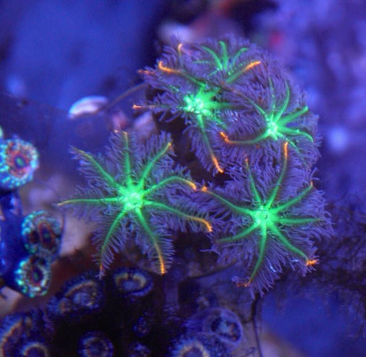 Hot Orange Firework Clove Polyps Zoanthids Soft Coral Reef Beginner - Reef Gardener