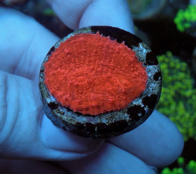 House on Fire Red Ruby Chalice Coral LPS Coral Reef Aquarium - Reef Gardener