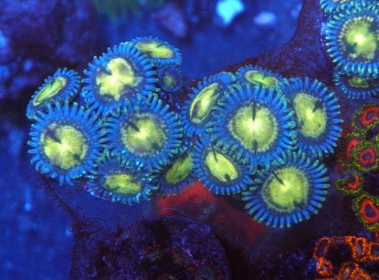 Howl at the Moon Blue Vice Zoanthids Coral Reef Aquarium Softy 2 - Reef Gardener