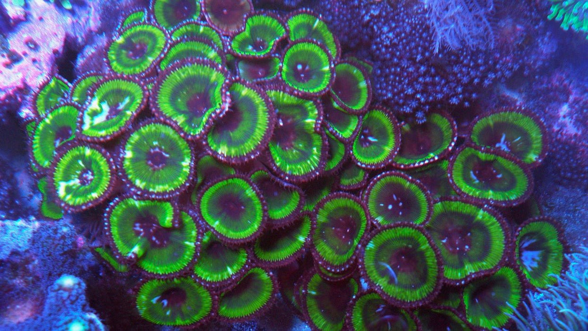 Huge Toxic Green Palythoa Grandis Cinnamon Polyps Zoanthids - Reef Gardener