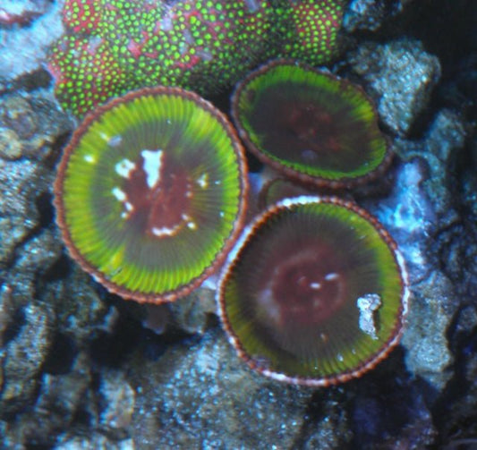 Huge Toxic Green Palythoa Grandis Cinnamon Polyps Zoanthids - Reef Gardener