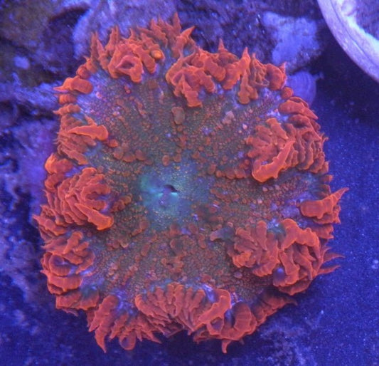 Inferno Red Orange Flower Rock Anemone Reef Saltwater Aquarium - Reef Gardener