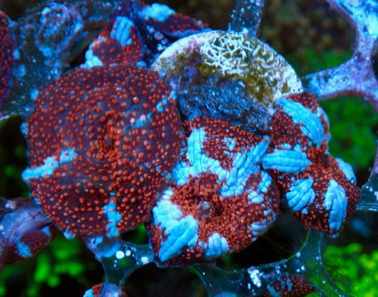 Interstellar Red White Bounce Discosoma Mushroom Coral Reef Aquarium - Reef Gardener